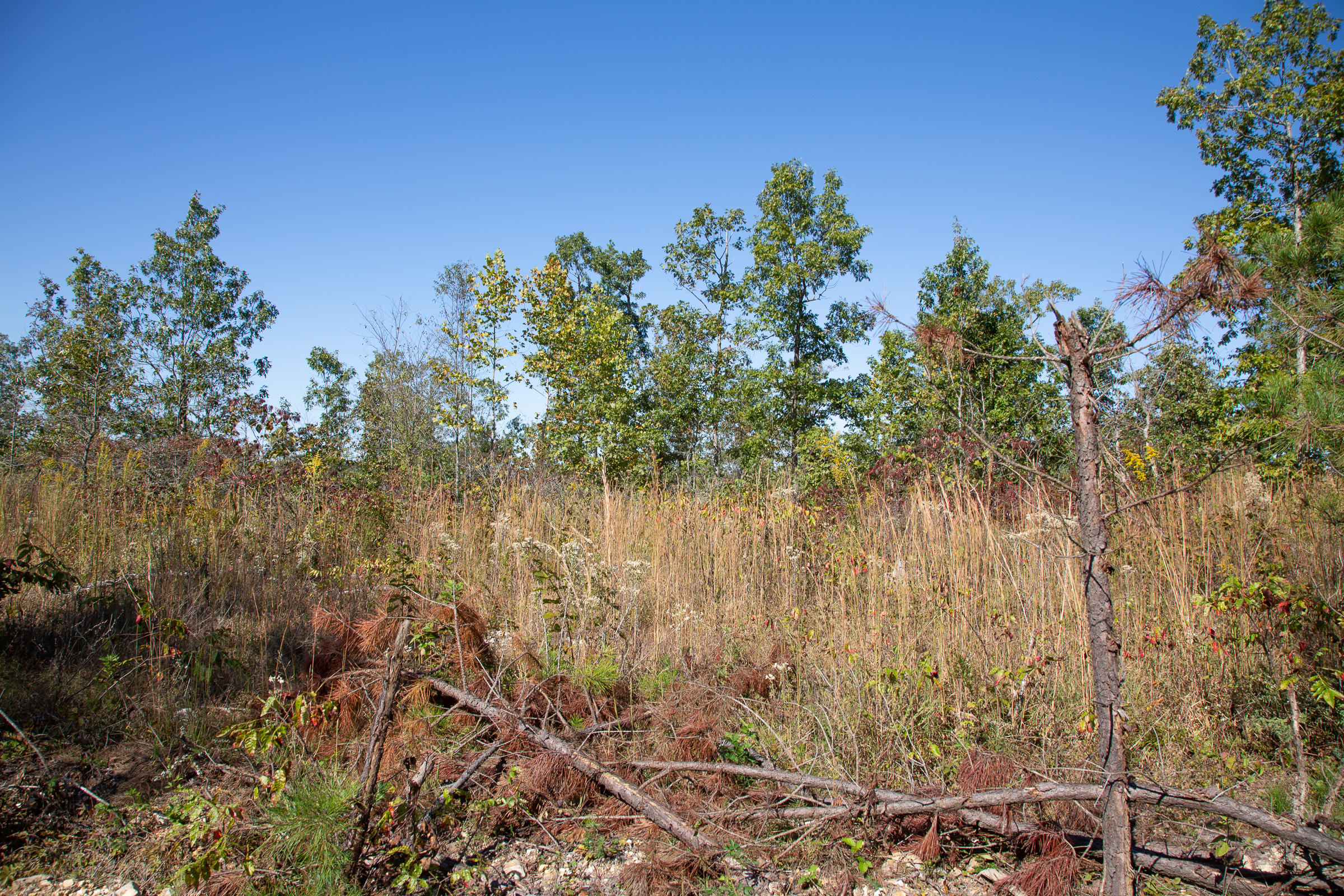 Tract 103 at Borgmanns Hollow Phase IV in Shannon County, Missouri