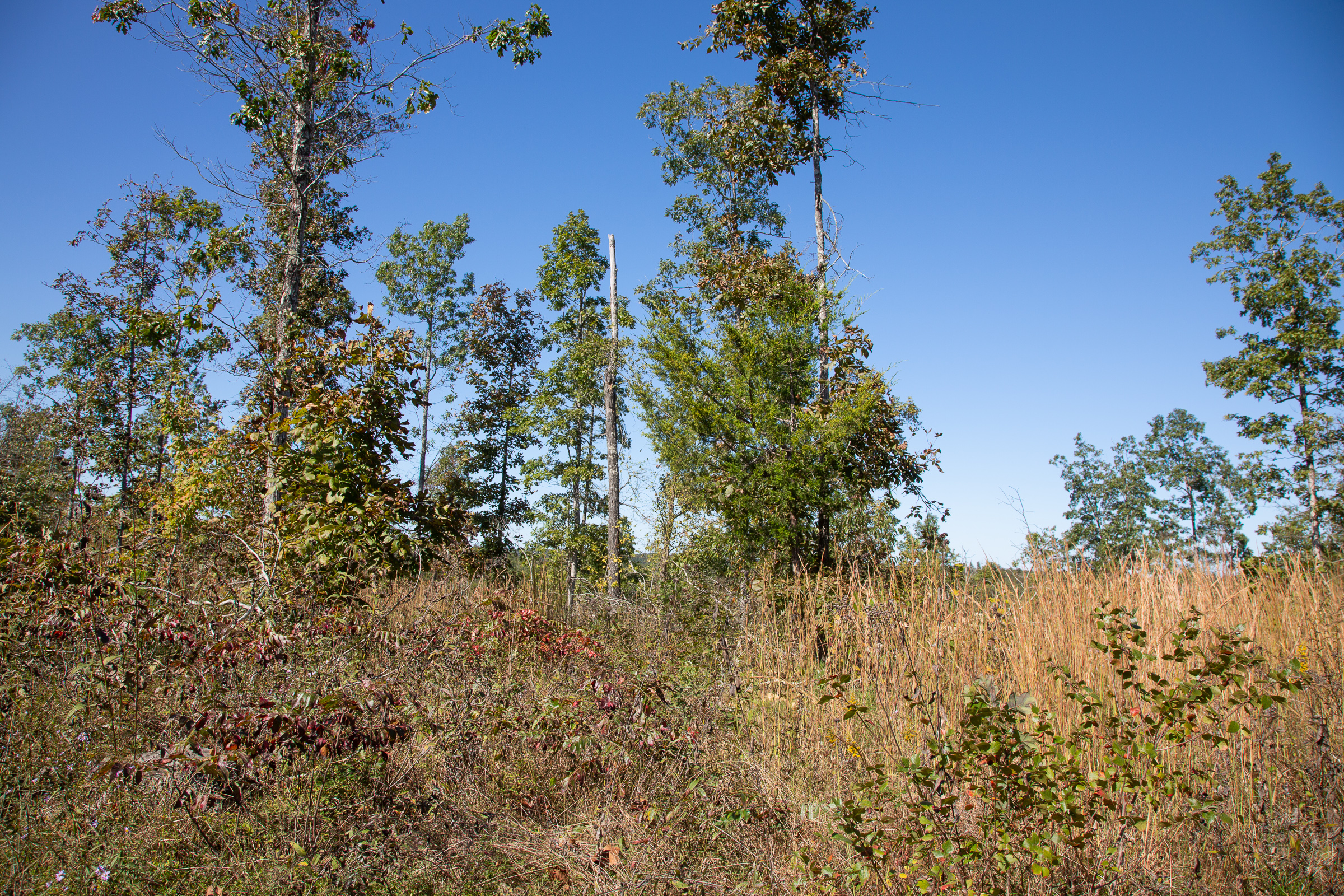 Tract 105 at Borgmanns Hollow Phase IV in Shannon County, Missouri
