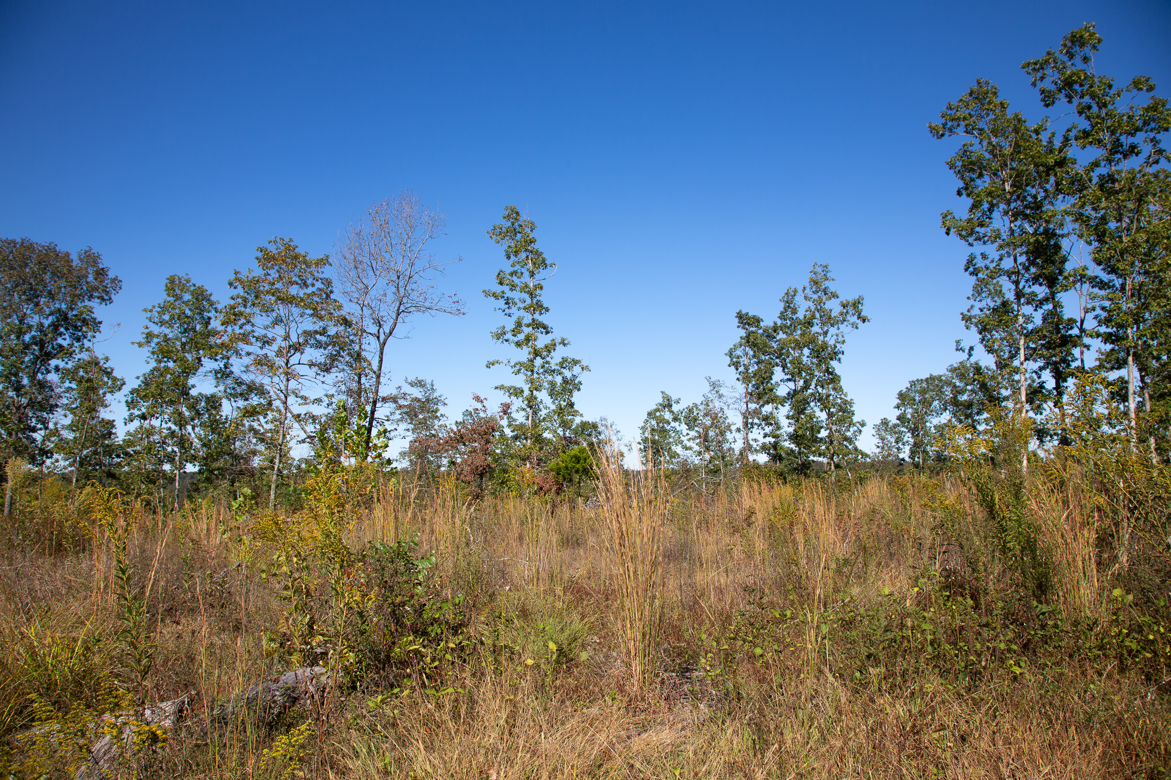 Tract 106 at Borgmanns Hollow Phase IV in Shannon County, Missouri