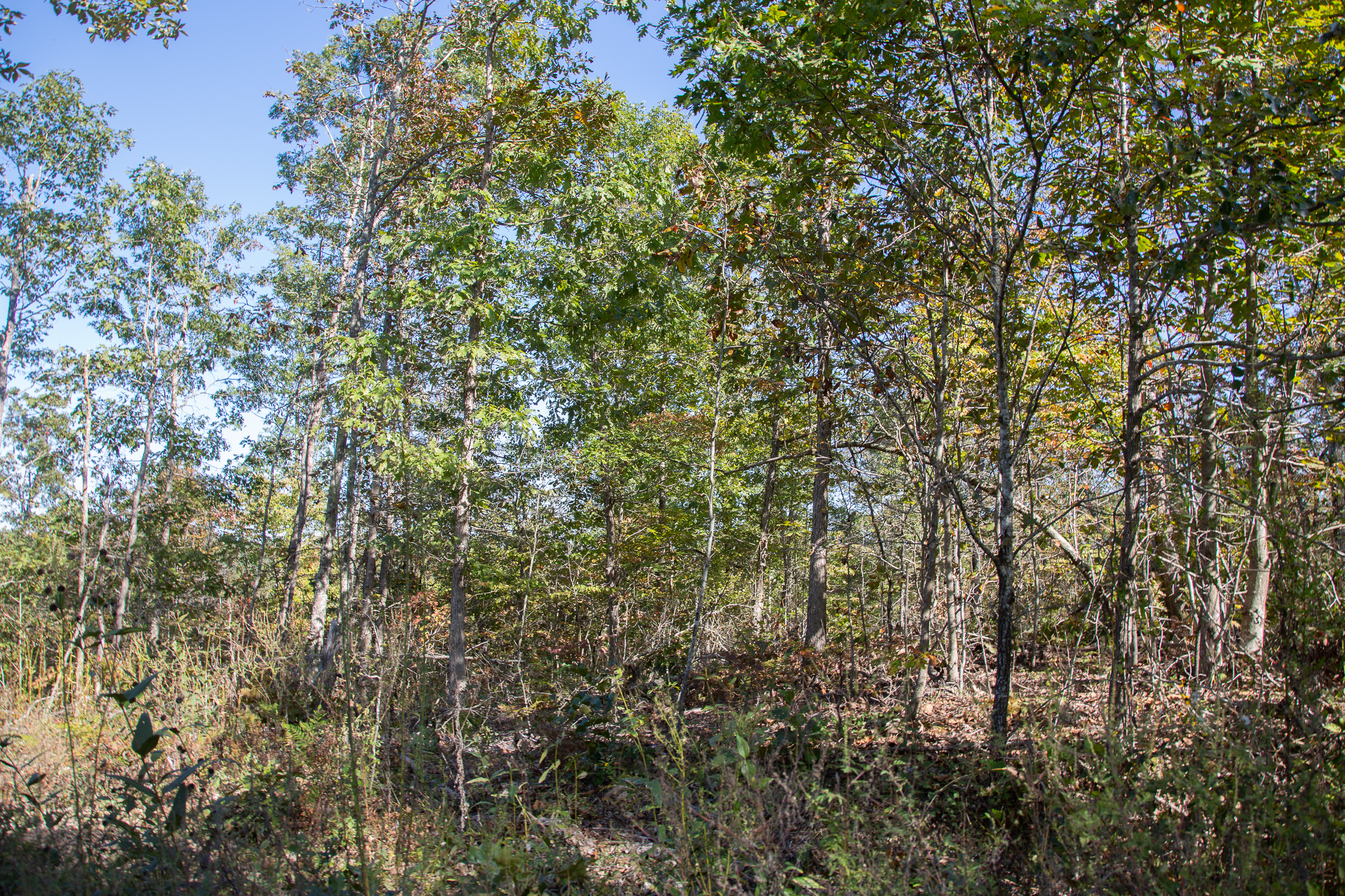 Tract 109 at Borgmanns Hollow Phase IV in Shannon County, Missouri