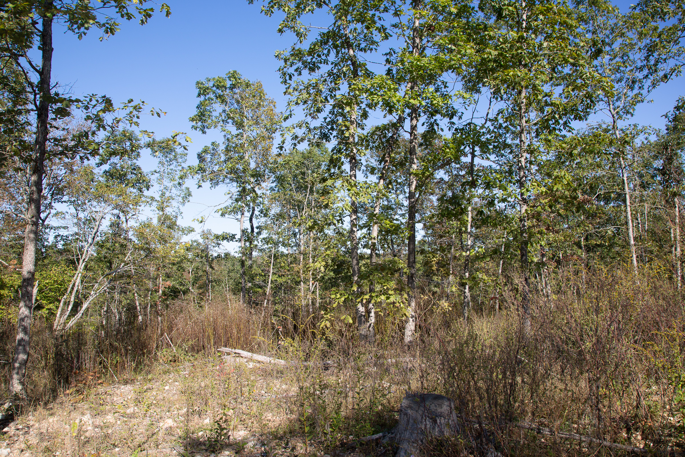 Tract 111 at Borgmanns Hollow Phase IV in Shannon County, Missouri