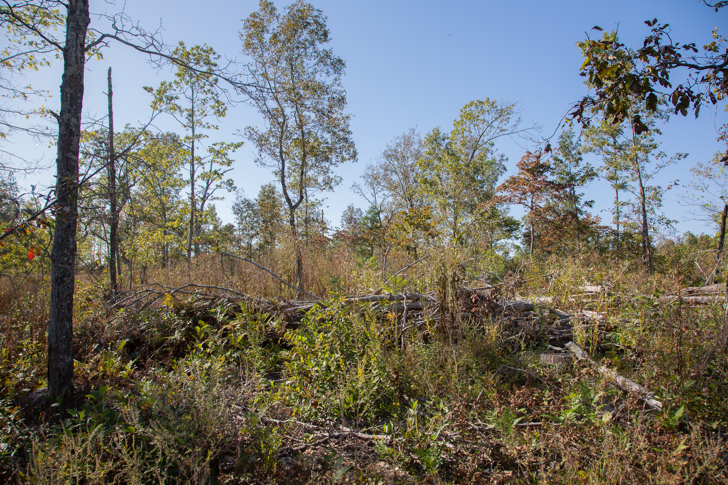 Tract 114 at Borgmanns Hollow Phase IV in Shannon County, Missouri