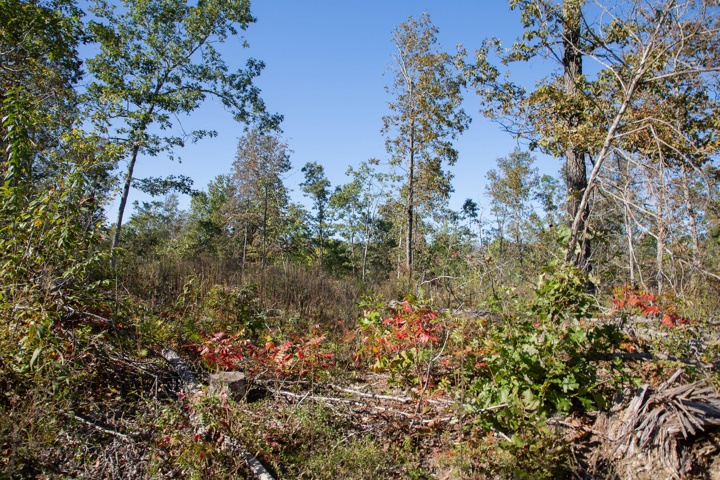 Tract 115 at Borgmanns Hollow Phase IV in Shannon County, Missouri
