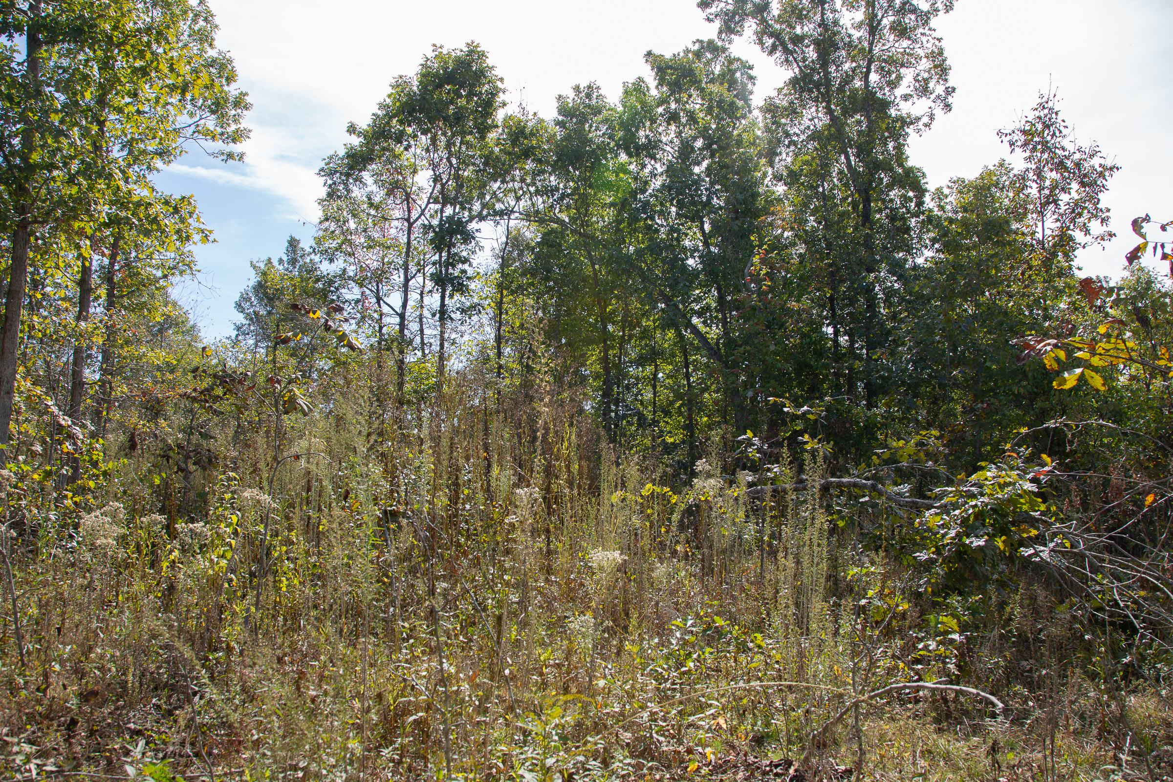 Tract 117 at Borgmanns Hollow Phase IV in Shannon County, Missouri