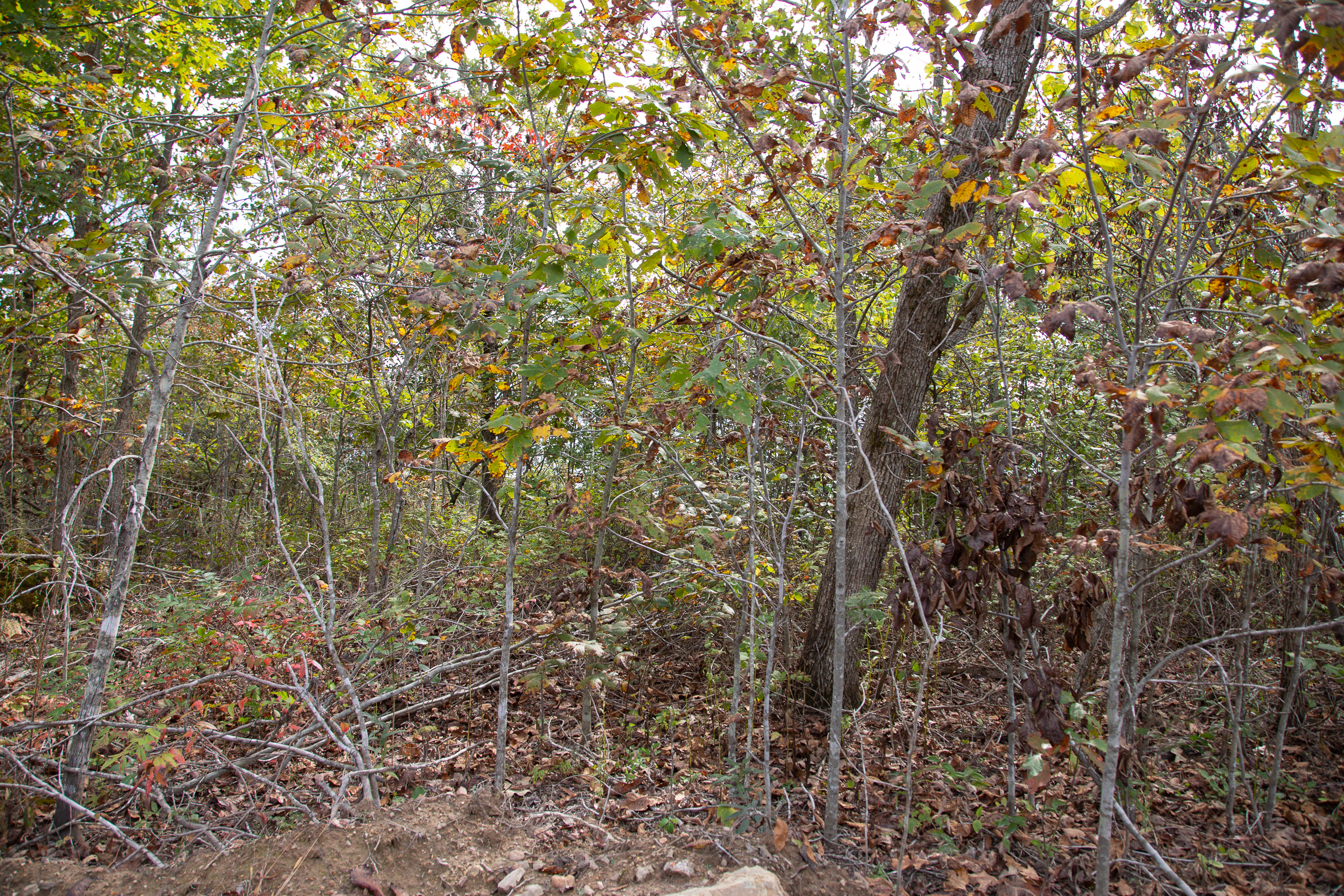Tract 123 at Borgmanns Hollow Phase IV in Shannon County, Missouri