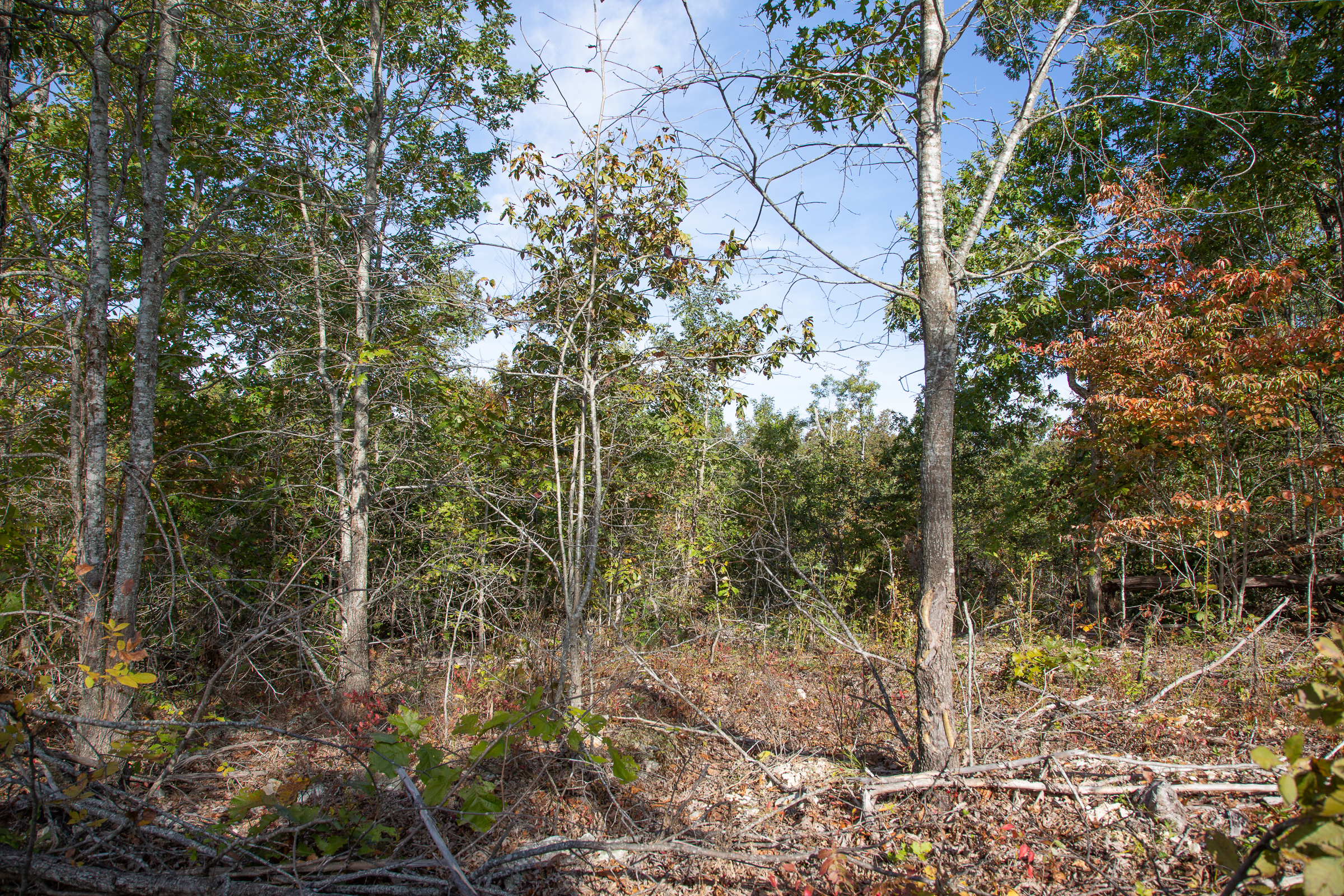 Tract 124 at Borgmanns Hollow Phase IV in Shannon County, Missouri