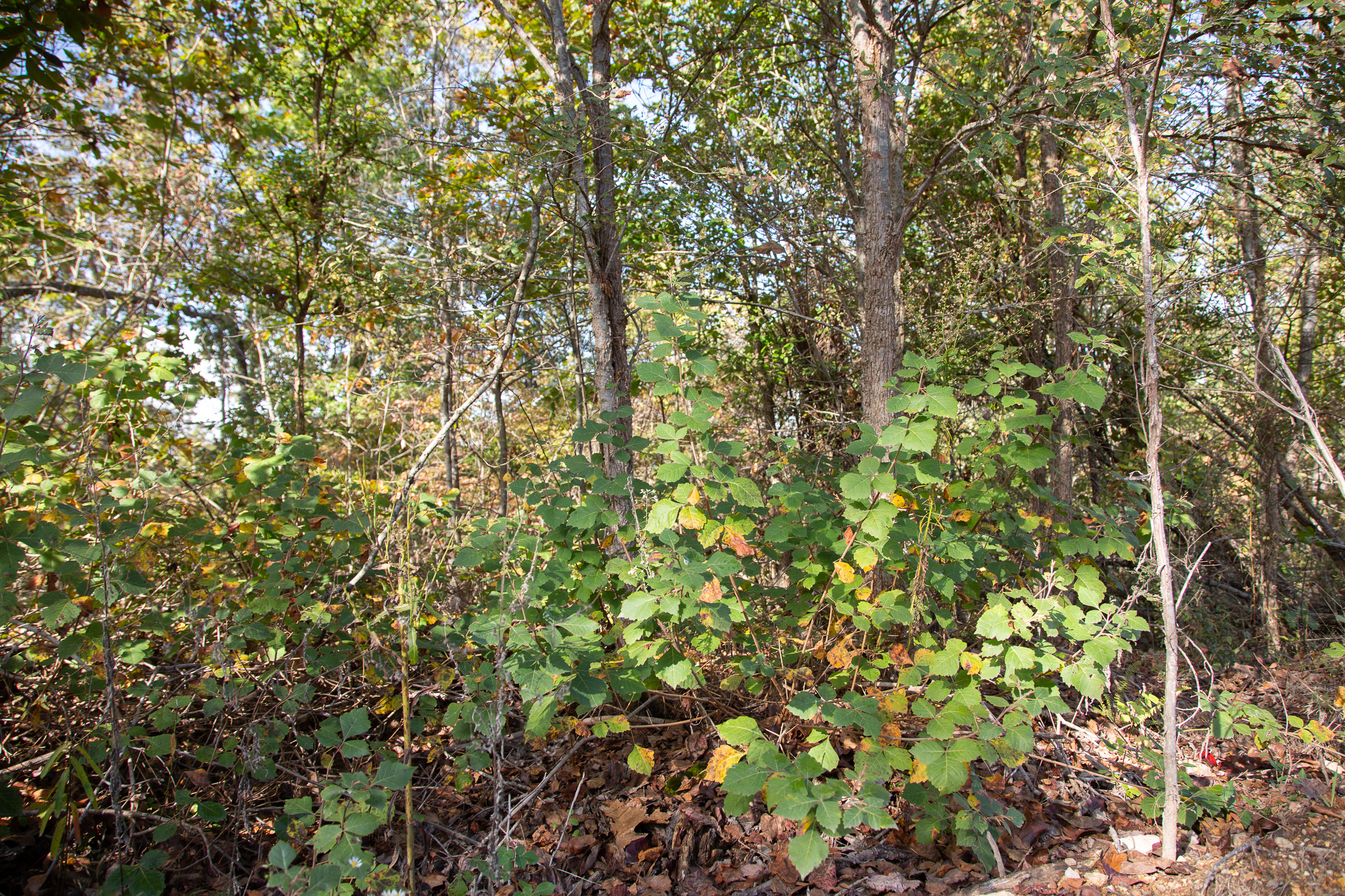 Tract 126 at Borgmanns Hollow Phase IV in Shannon County, Missouri