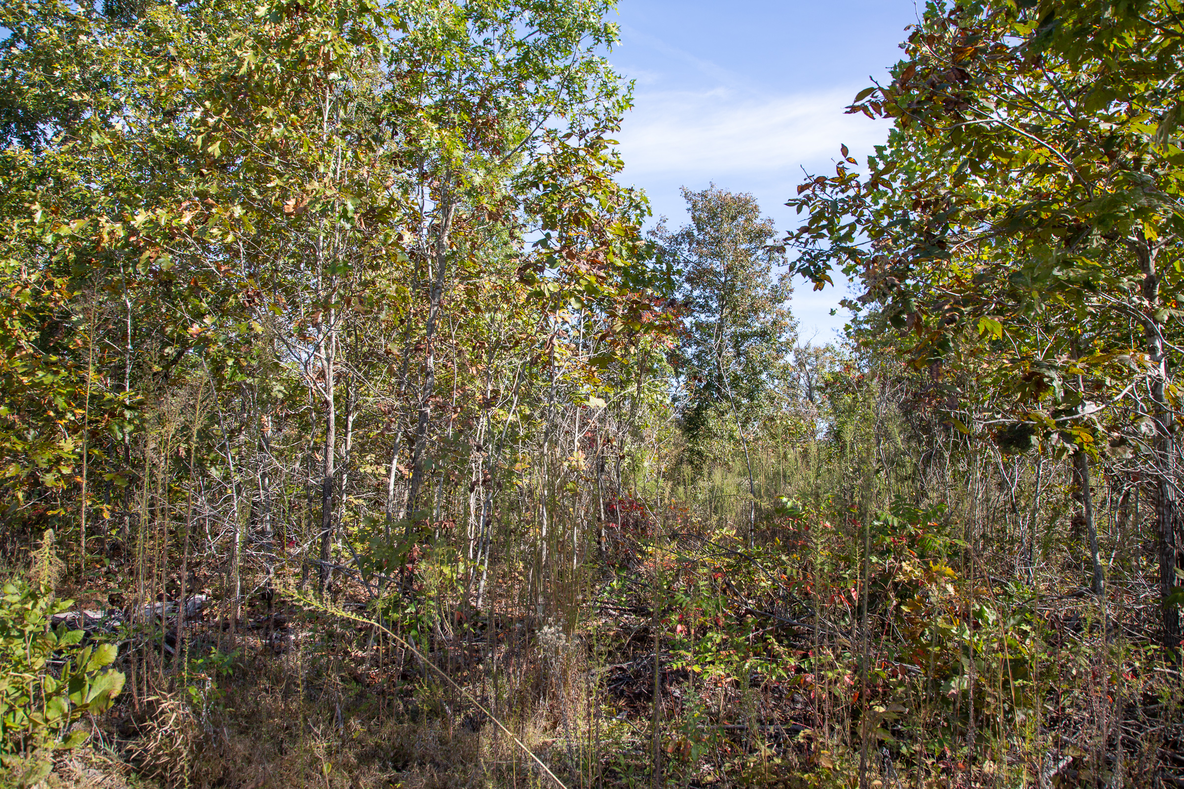 Tract 128 at Borgmanns Hollow Phase IV in Shannon County, Missouri