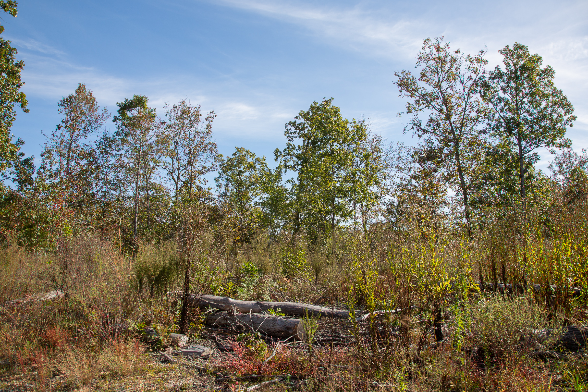 Tract 129 at Borgmanns Hollow Phase IV in Shannon County, Missouri