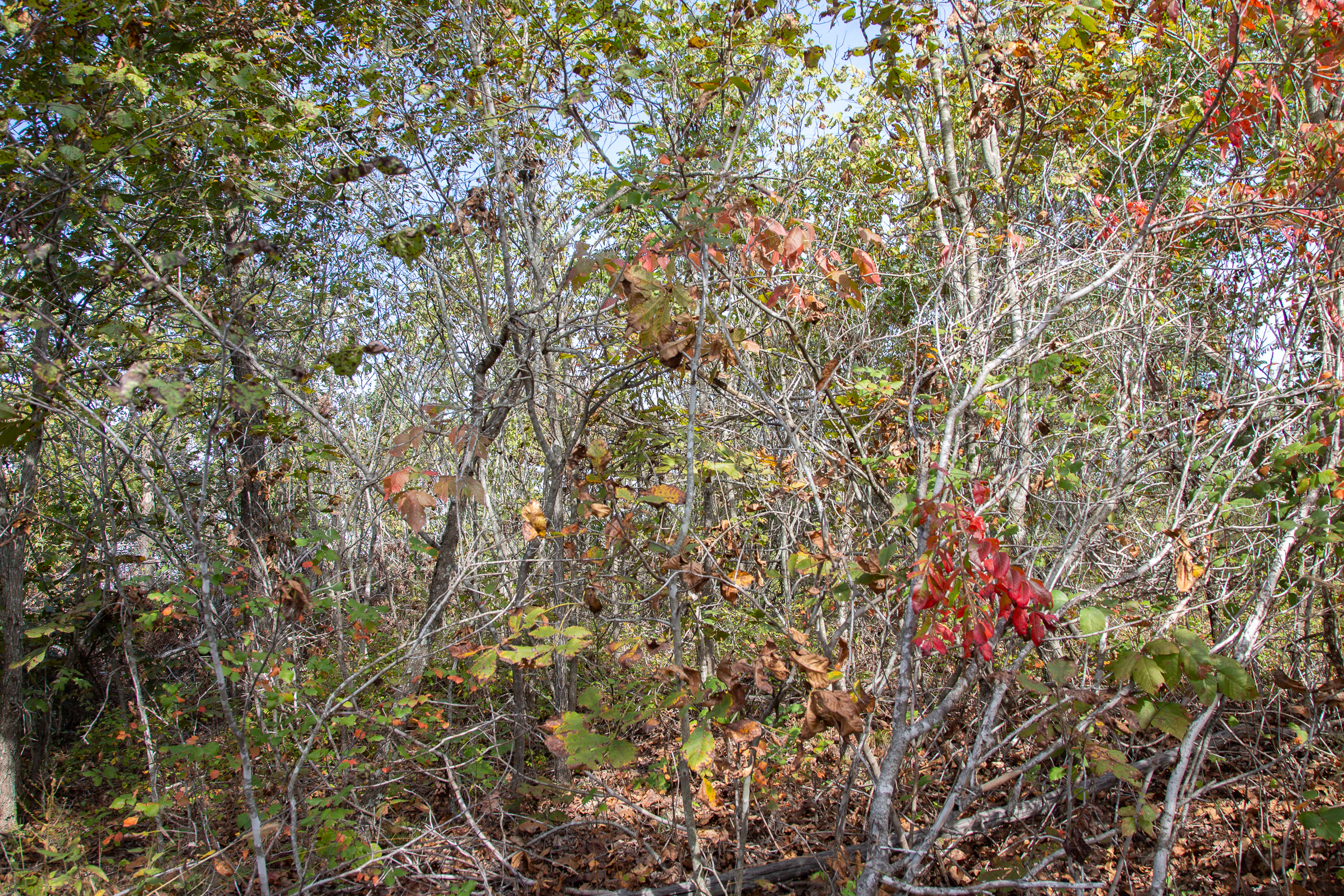 Tract 133 at Borgmanns Hollow Phase IV in Shannon County, Missouri